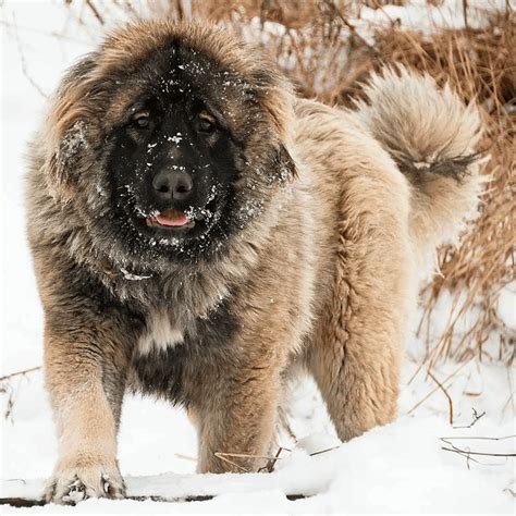 Caucasian Shepherd Dog Breed Info .